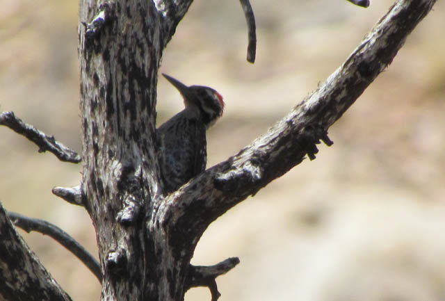 Ladder-backed Woodpecker